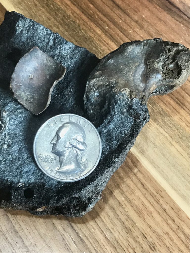 Metacoceras and chamber piece with quarter for scale