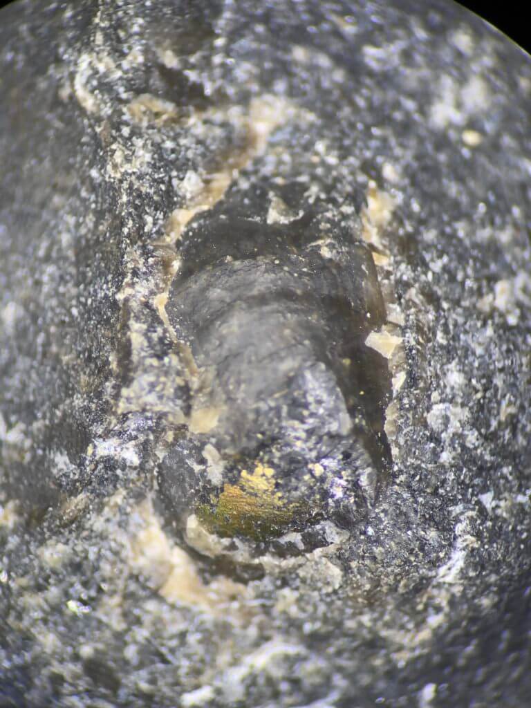 Pyrite on fossil