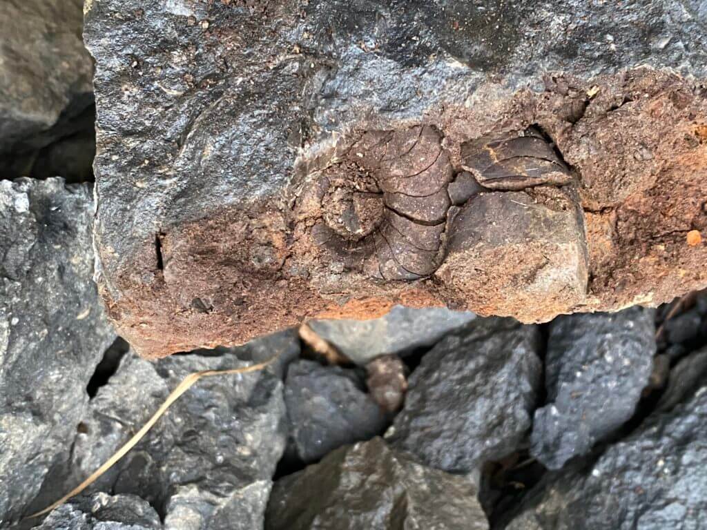 Brush Creek Limestone - Fossils Of Parks Township