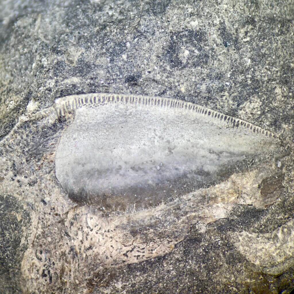 Petalodus Tooth on limestone microscopic view