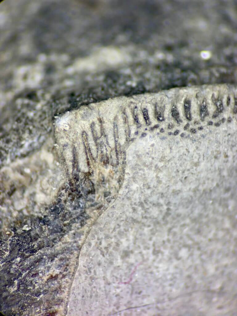 Petalodus Tooth serrated edge microscopic view