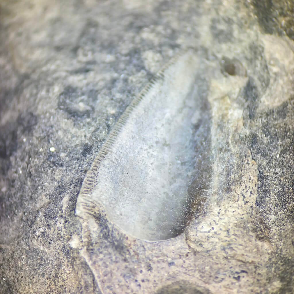 Petalodus Tooth on limestone microscopic view