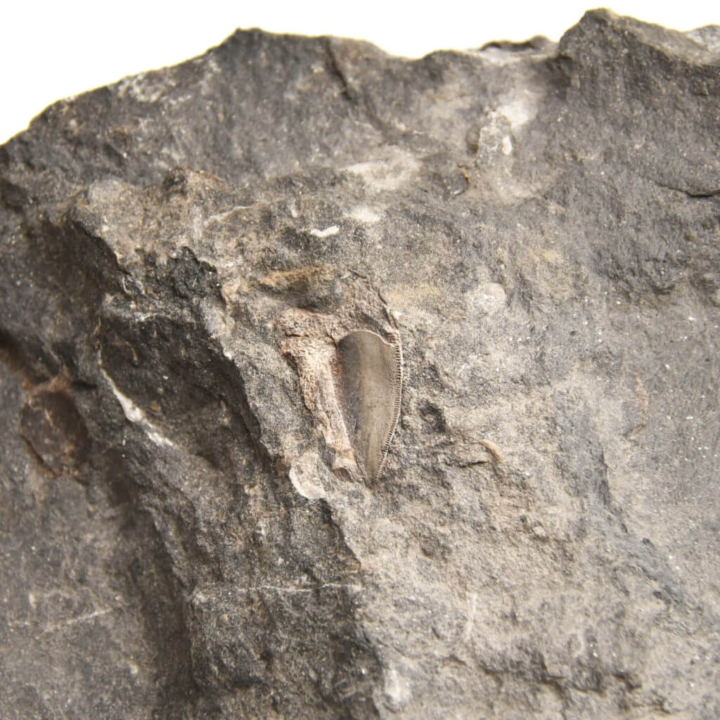 Petalodus Tooth on limestone