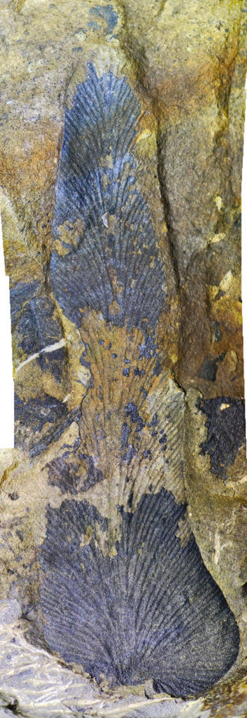 fossil-leaf-353x1024.jpg