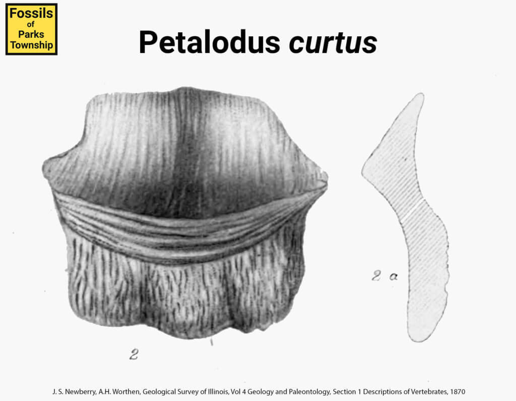 Petalodus curtus. Retouched from original scan.