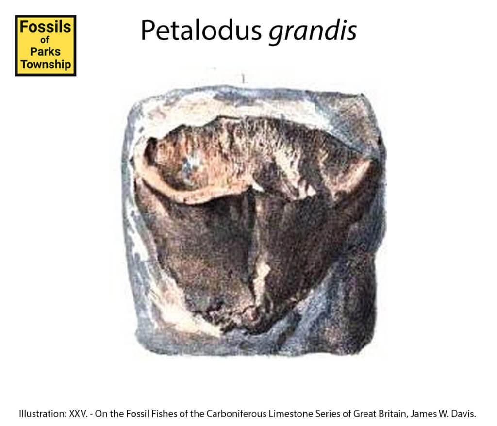 Petalodus grandis