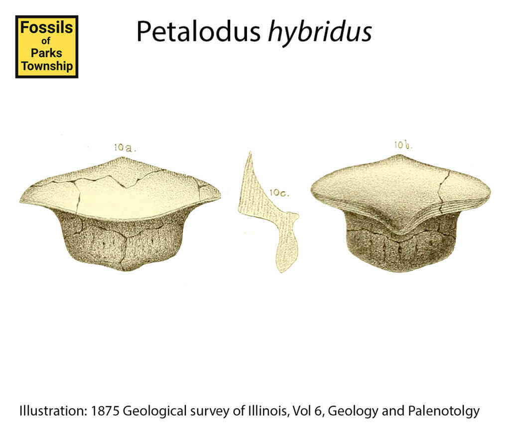 Petalodus hybridus
