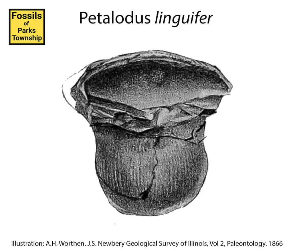 Petalodus linguifer