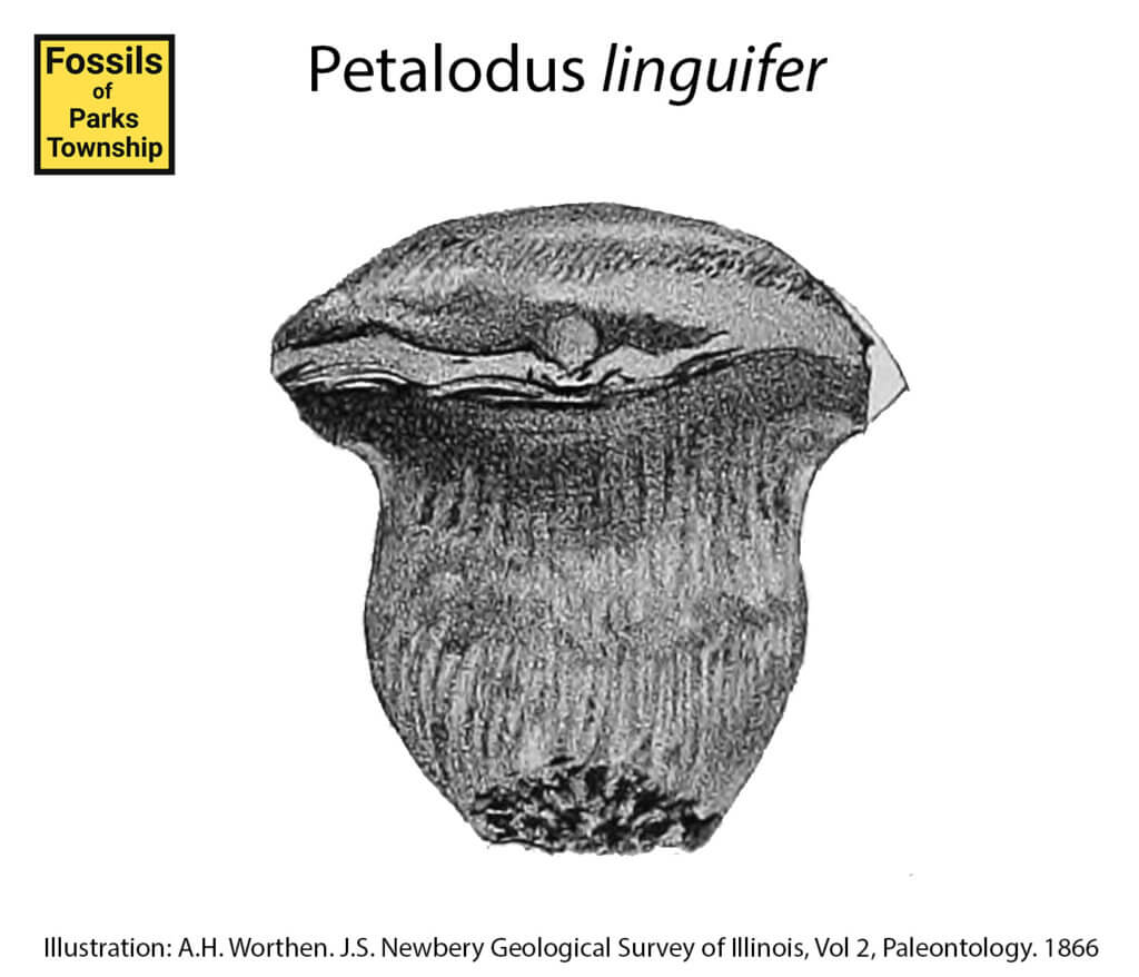 Petalodus linguifer