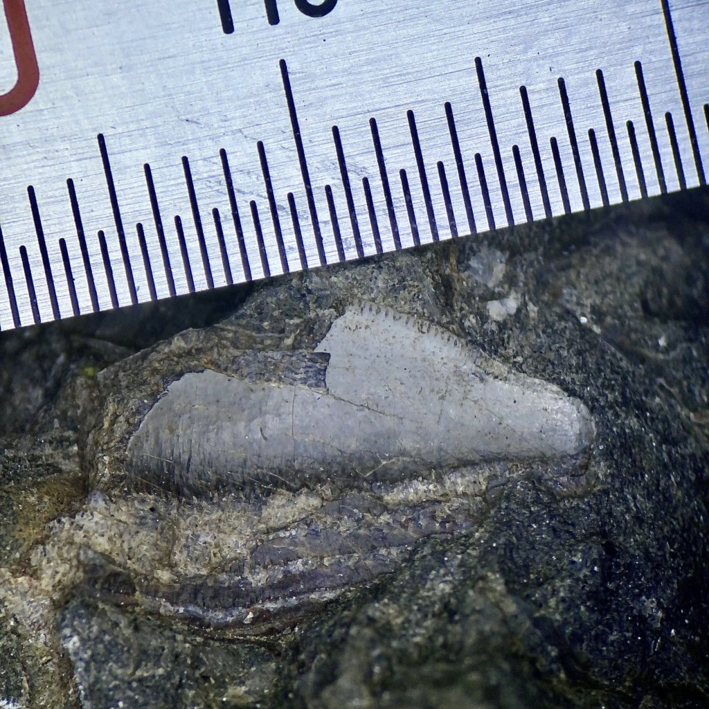 Petalodus Tooth