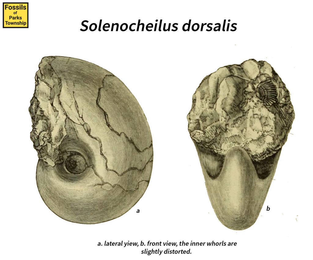 Solenocheilus dorsalis