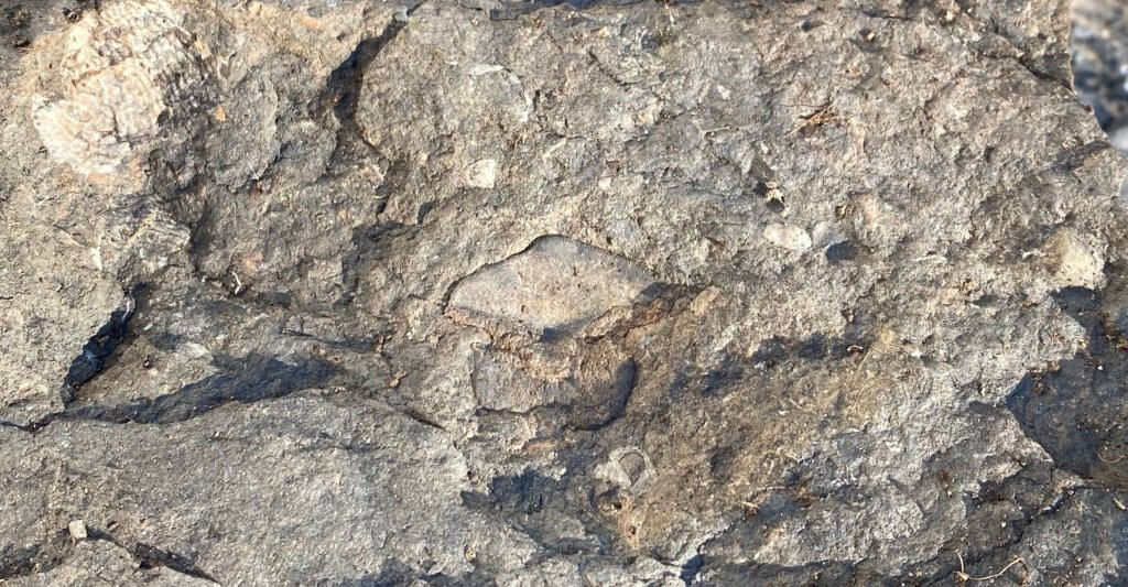 Petalodus Tooth in limestone matrix