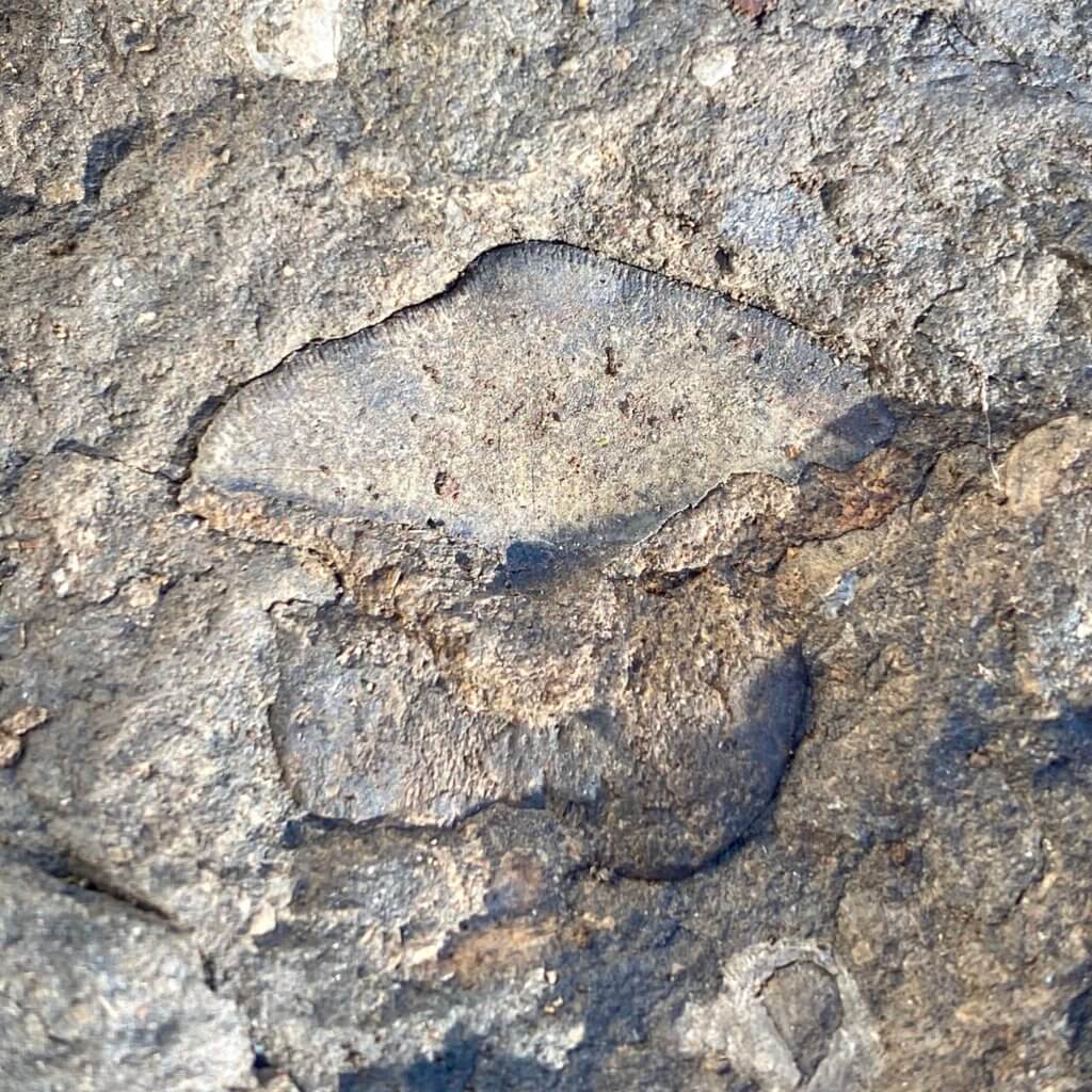 Petalodus Tooth in Brush Creek Limestone