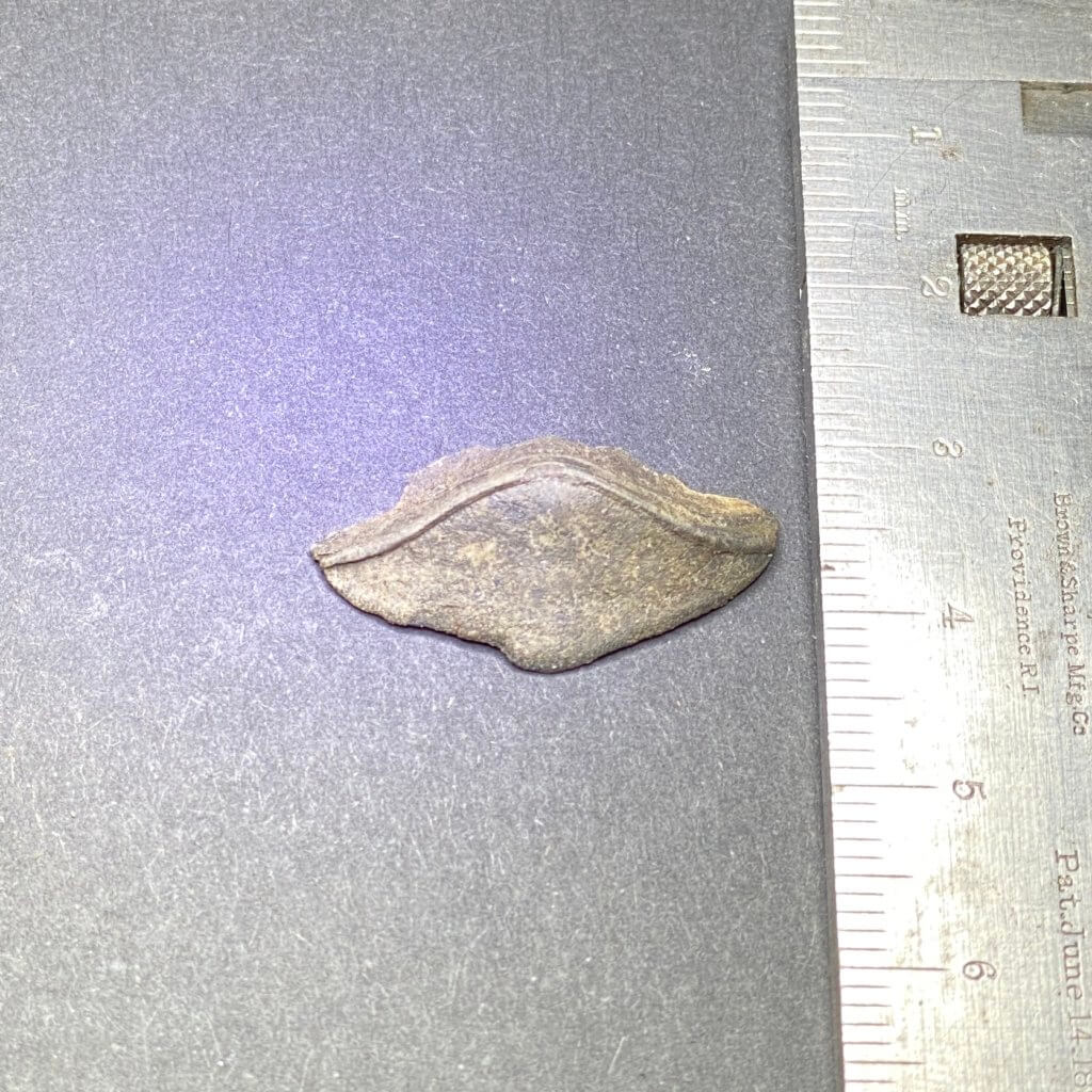 Petalodus Tooth with Scale