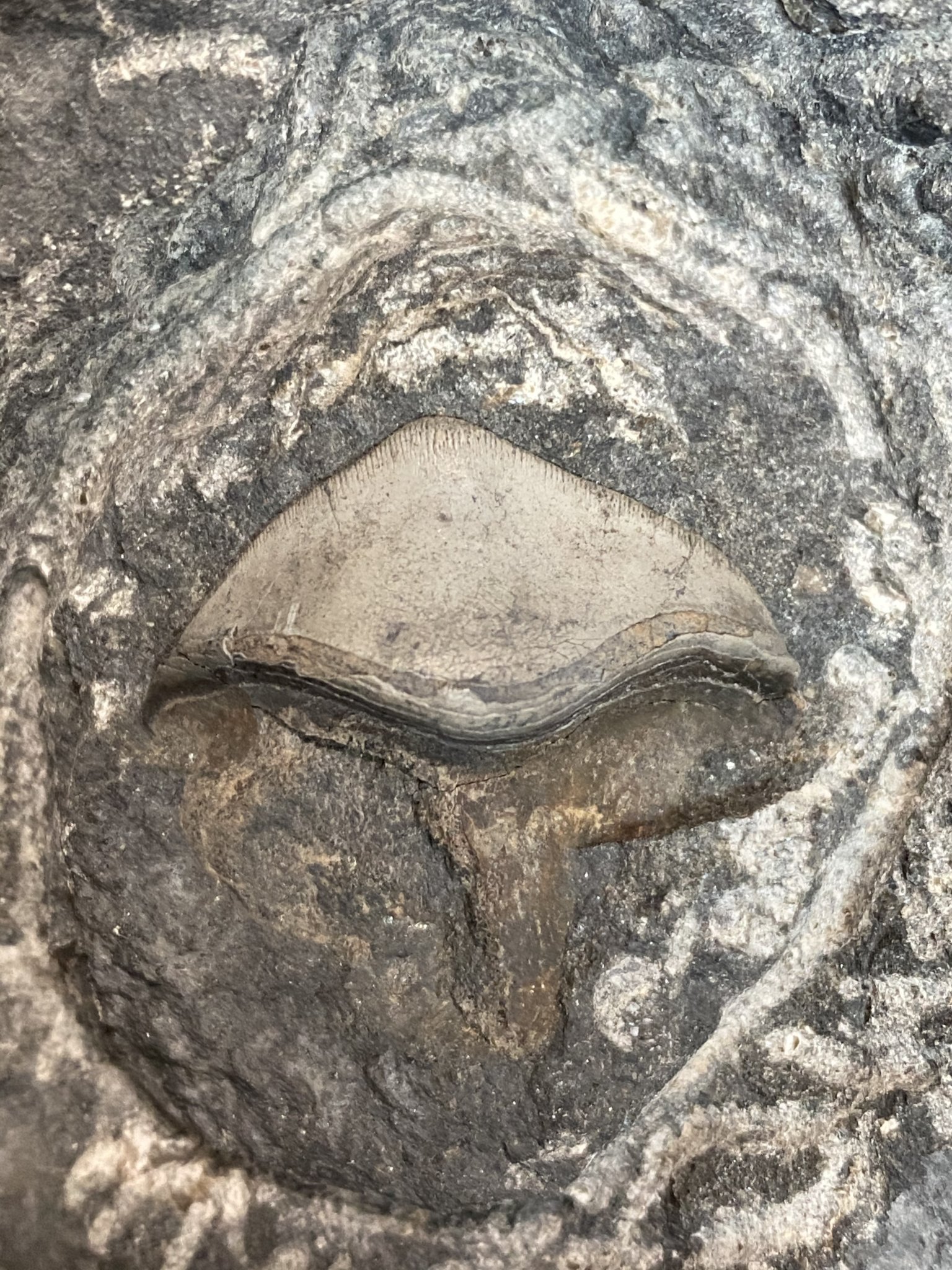 Worthenia tabulata, a Paleozoic Gastropod Fossils of Parks Township