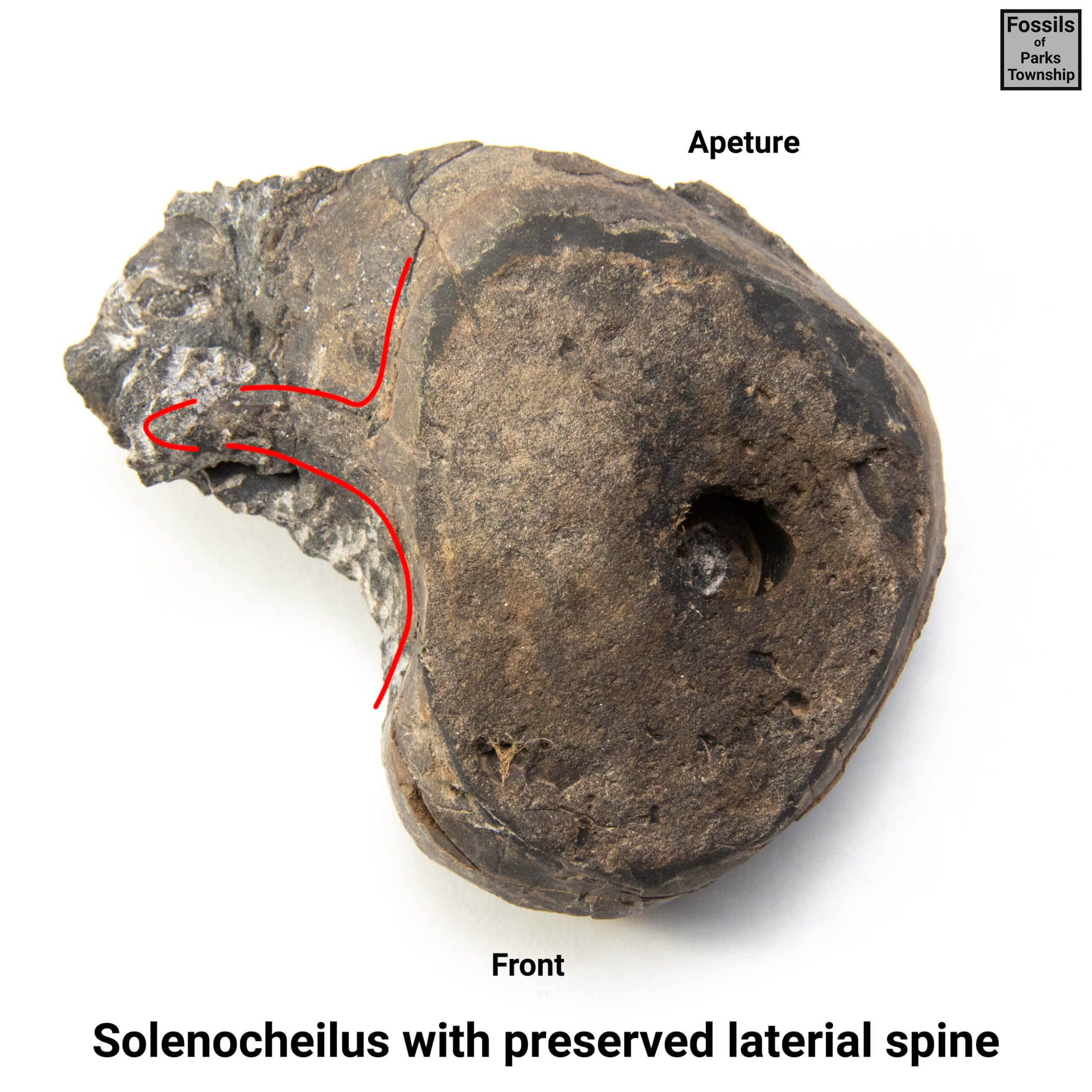 Solenocheilus-02-001-annotated-scaled.jp