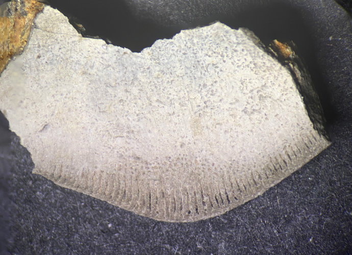 Petalodus tooth cutting edge