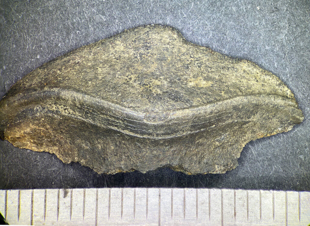 Petalodus Tooth Detail