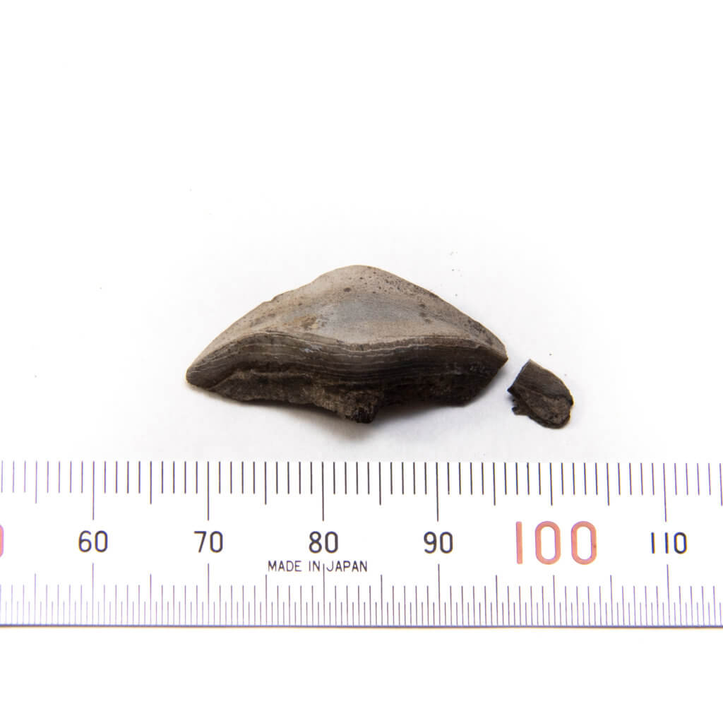 Petalodus Tooth with metric scale