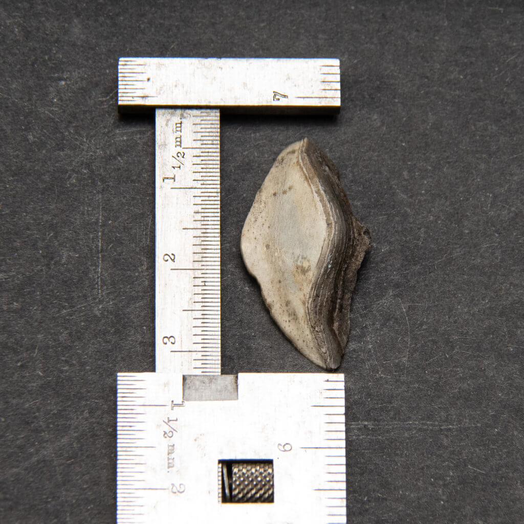 Petalodus Tooth, metric scale