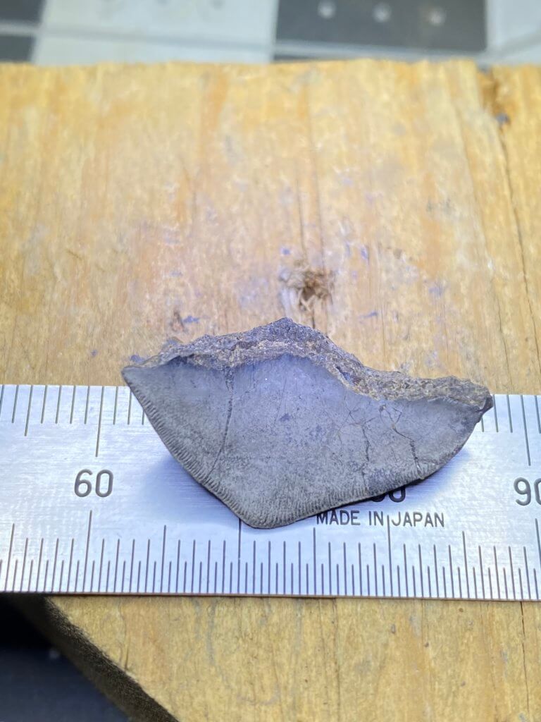 Petalodus ohioensis crown with metric scale