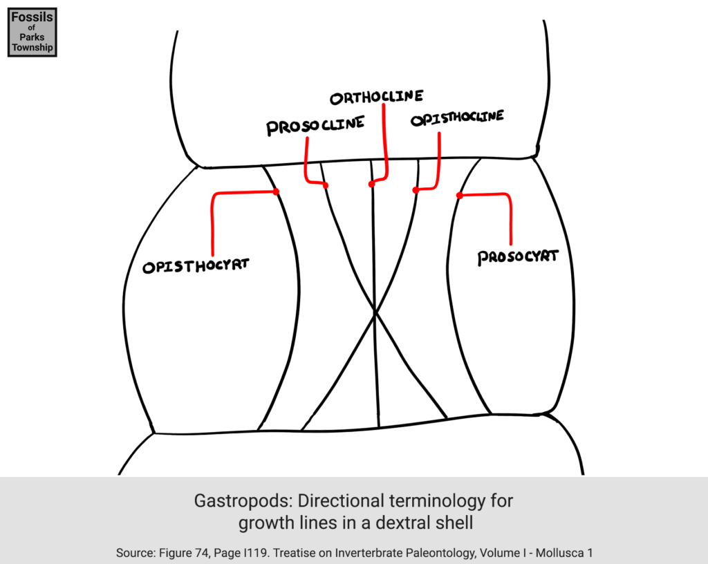 Gastropod dextral shell directional terminology