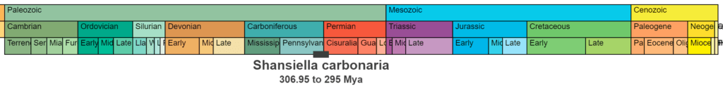 Shansiella carbonaria temporal range. 306.95 to 295 million years ago.