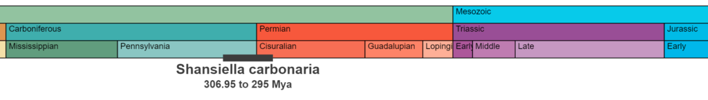 Detailed temporal range for the specimen showing Carboniferous through Jurassic.