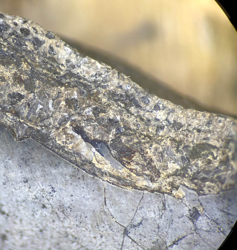 Petalodus ohioensis inner crown microscopic detail
