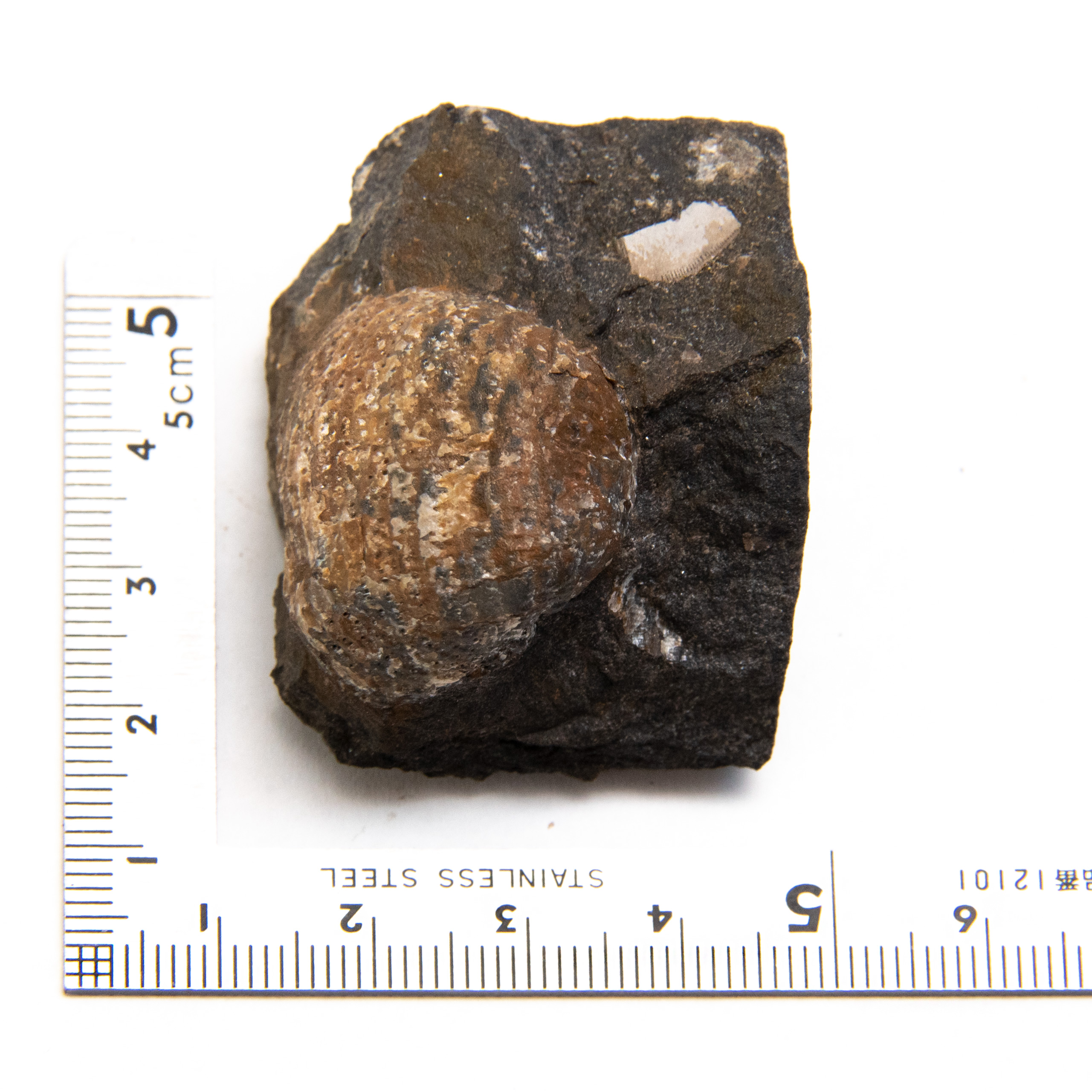 brachiopod-and-petalodus-01-002.jpg