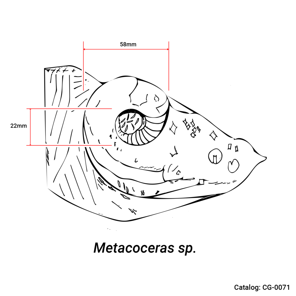 Metacoceras Dimensions