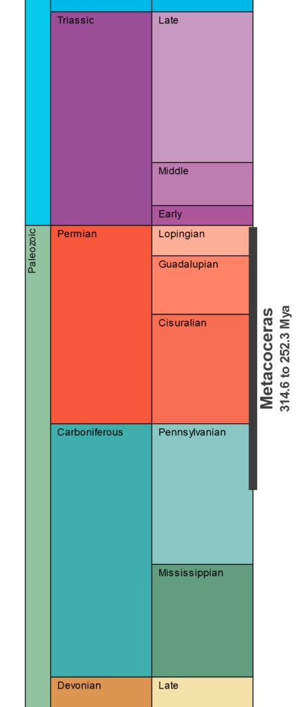 The temporal range of the genus Metacoceras, 314.6 to 252.3 million years ago.