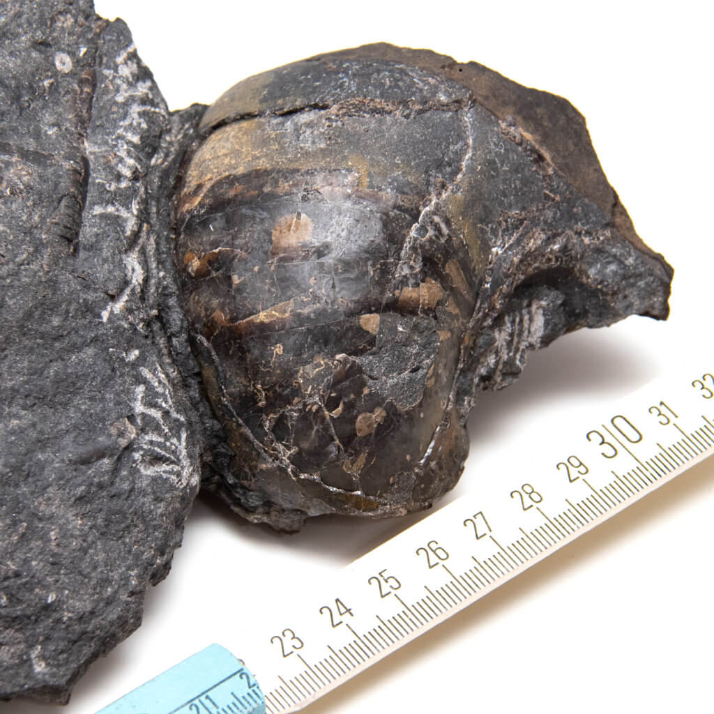 Solenocheilus from the Pennsylvanian Carboniferous starta with metric scale