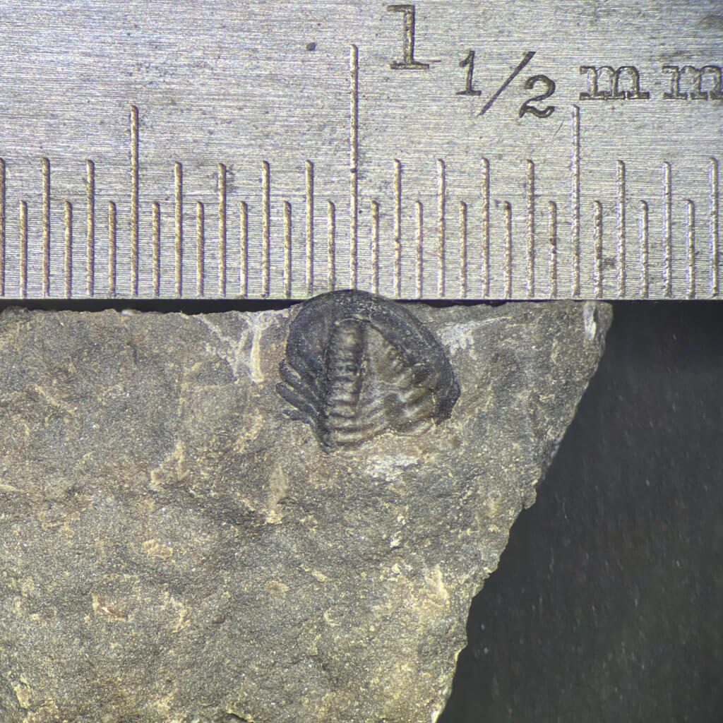 Trilobite tail from Pine Creek Limestone
