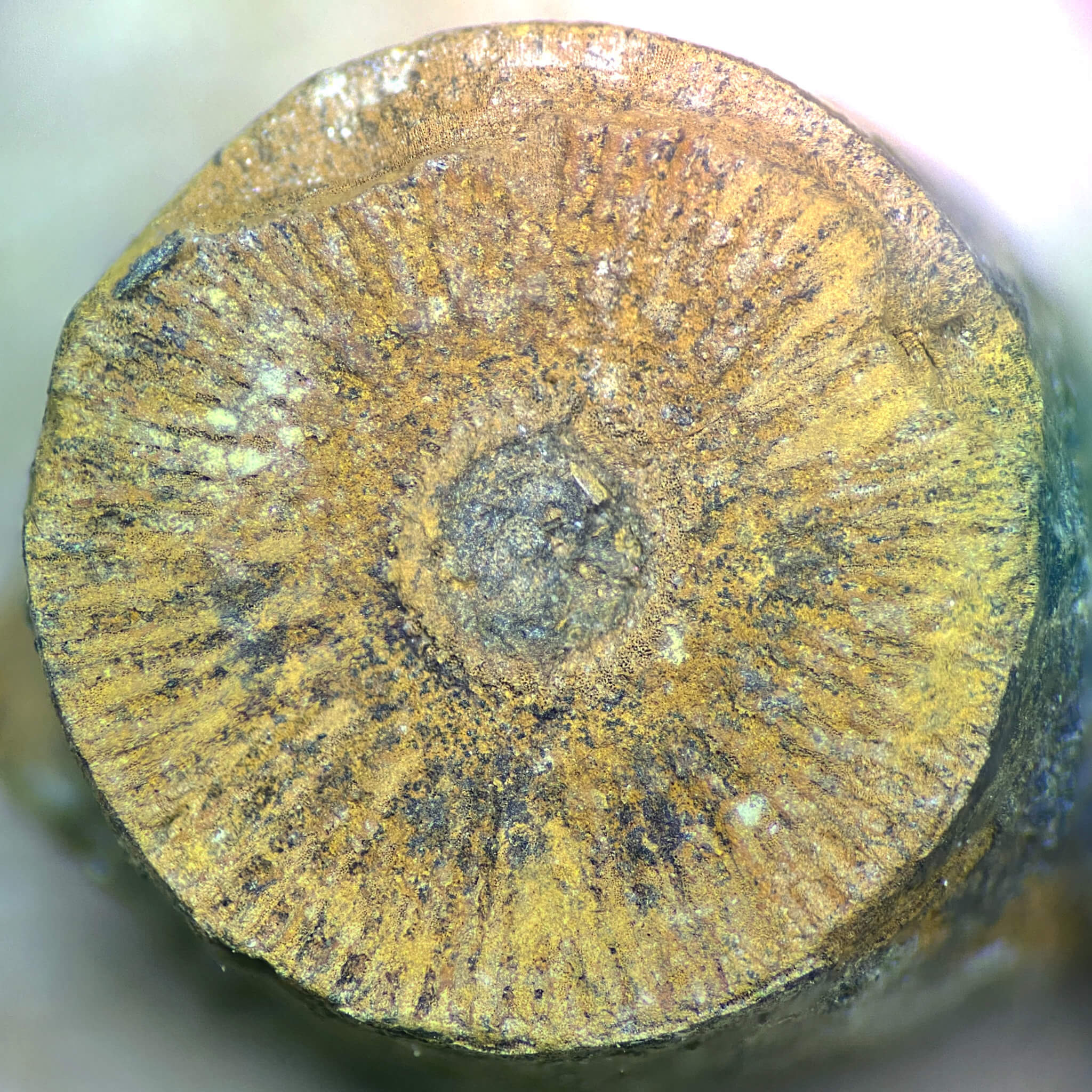 Microscopic Crinoid Stem Views - Fossils of Parks Township