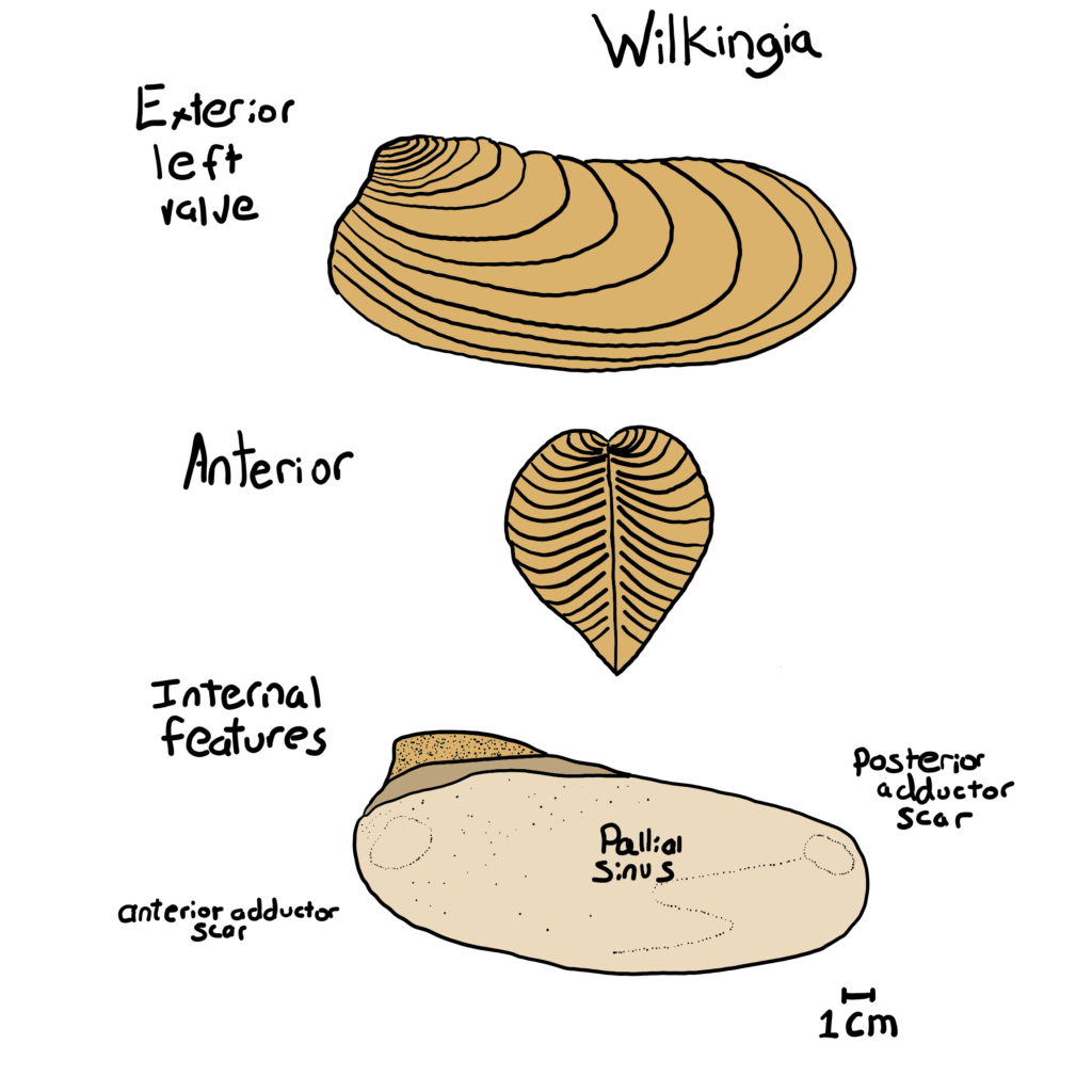 Wilkingia Morphological features