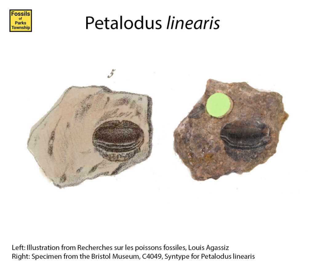 Petalodus linearis syntype illustration and photograph