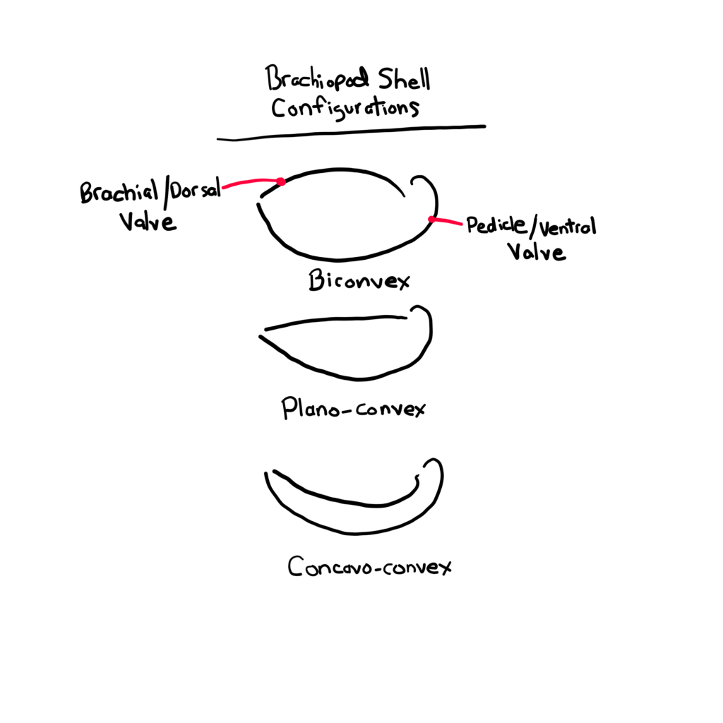 Brachiopod Shell Configurations