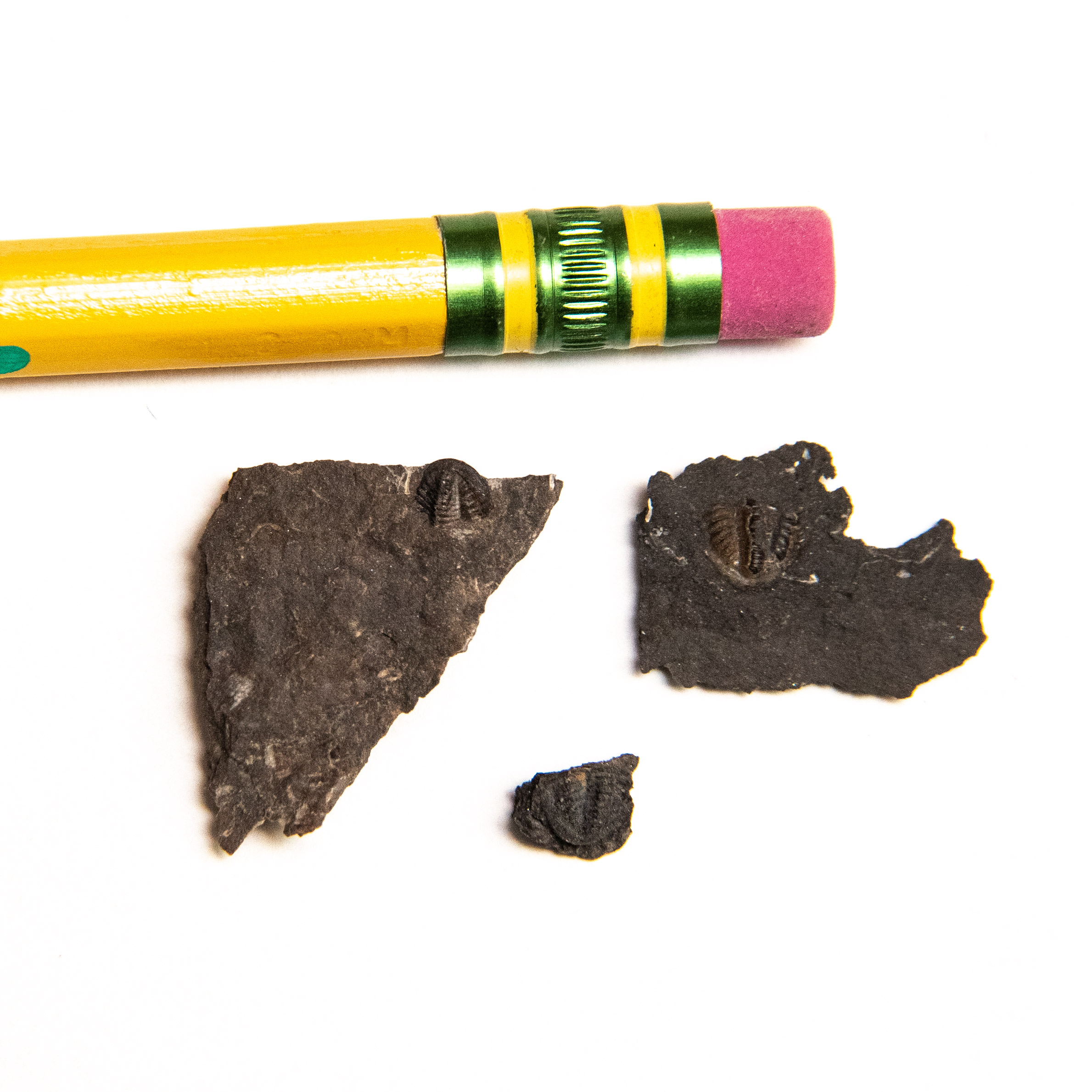 Late Pennsylvanian Trilobites next to a number 2 pencil eraser.