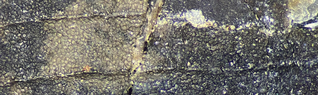 Microscopic view of growth ridges and prismatic shell surface of preserved Aviculopinna specimen.