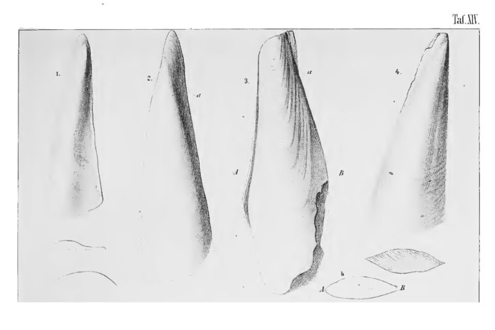 Solen-pinnaeformis-1848-695x464.jpg