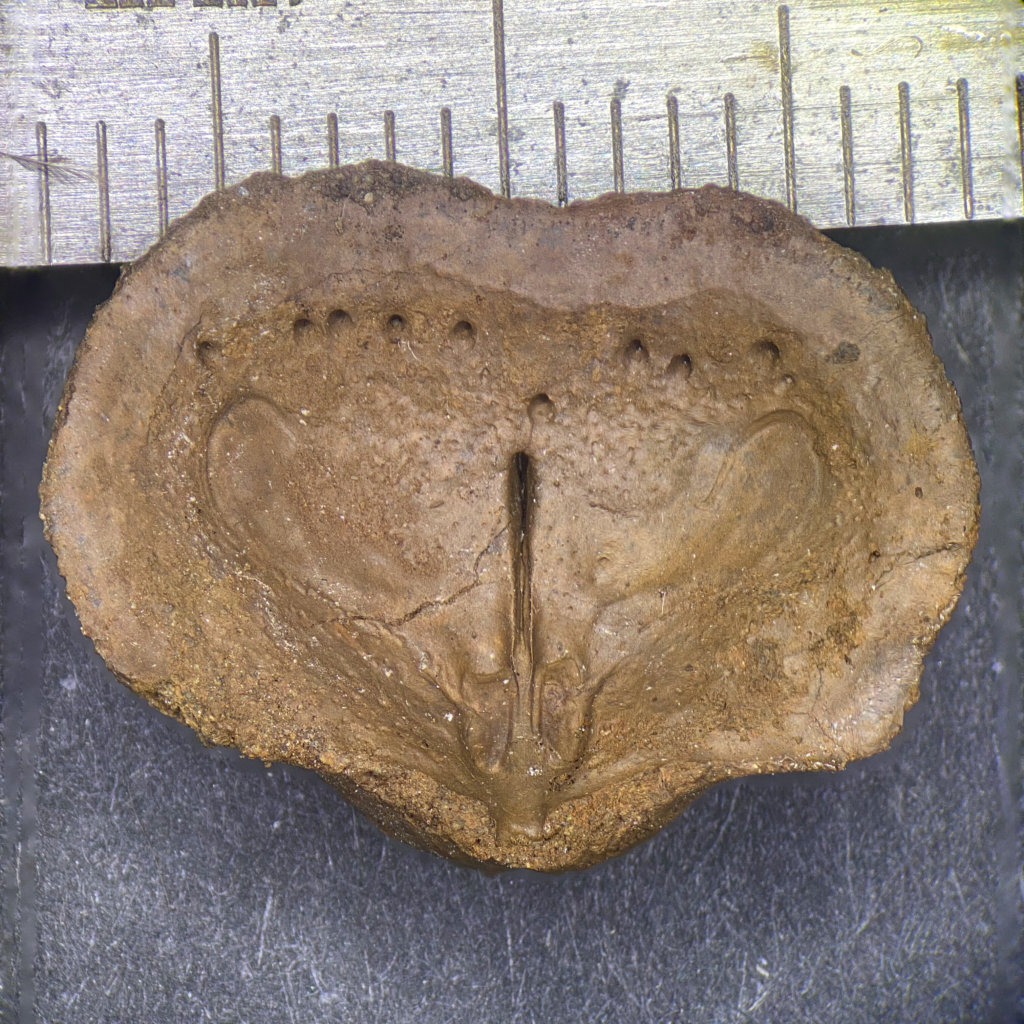 Eomarginifera longispinus brachial valve underside