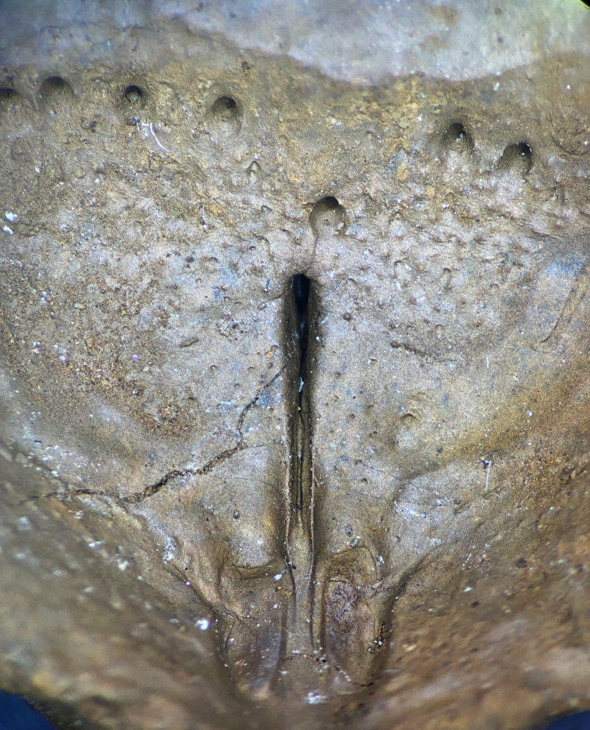 Eomarginifera longispinus close-up