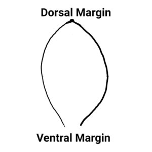 pinna-dorsal-ventral-1-300x300.jpg