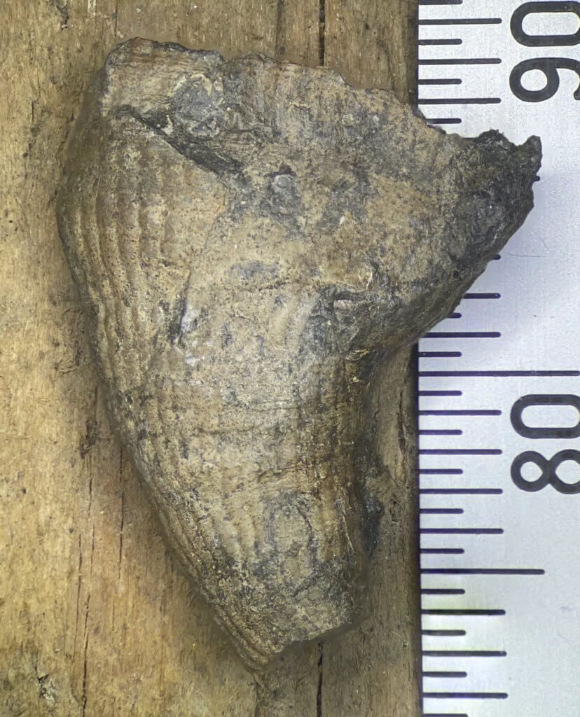 Rugose Coral Specimen with metric scale