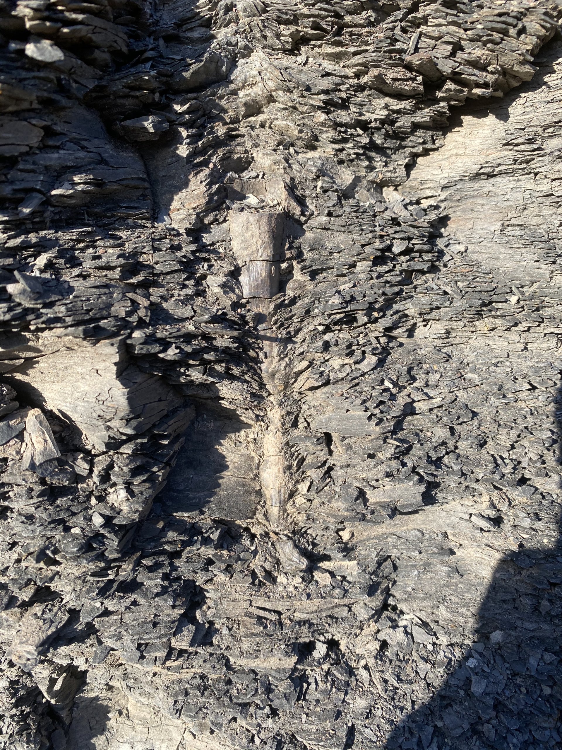 Petrified taproot in-situ. Located in shale immediately above the Pine Creek limestone.