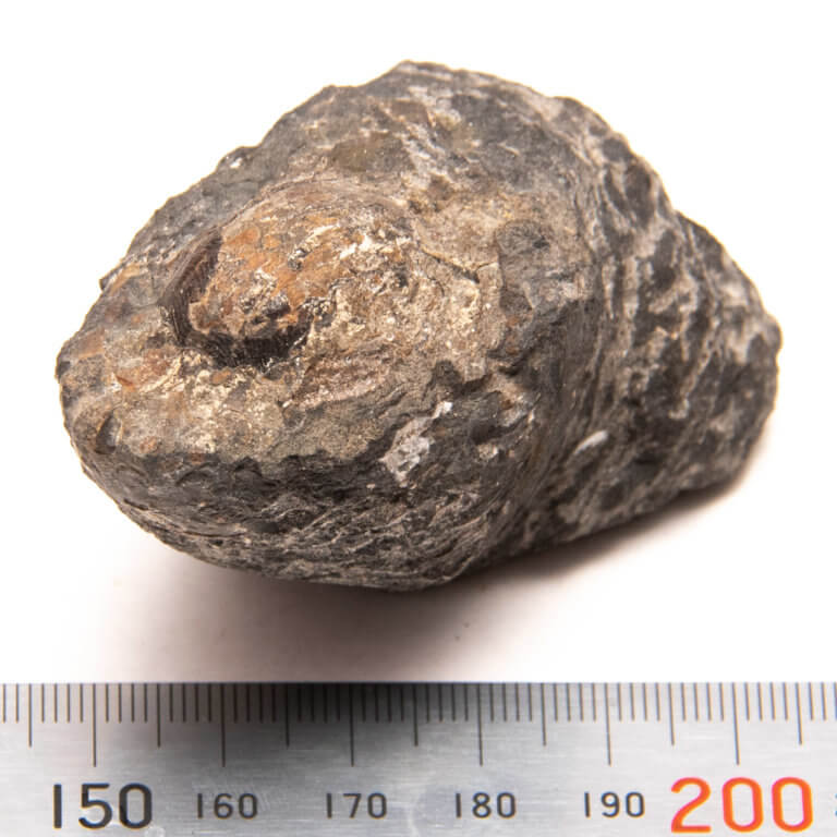 Common Fossils of Pennsylvania Fossils of Parks Township