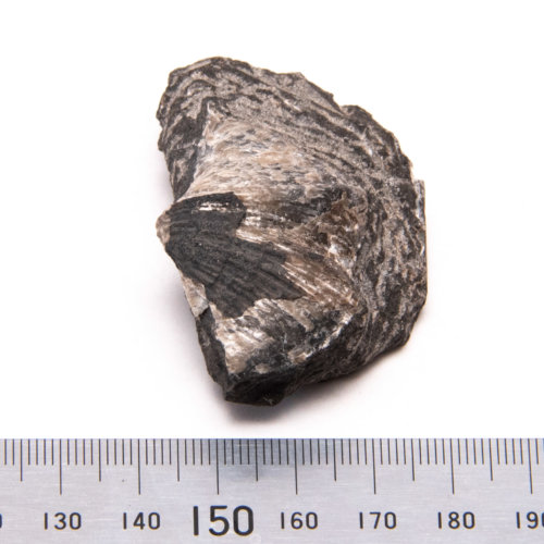 Common Fossils of Pennsylvania Fossils of Parks Township