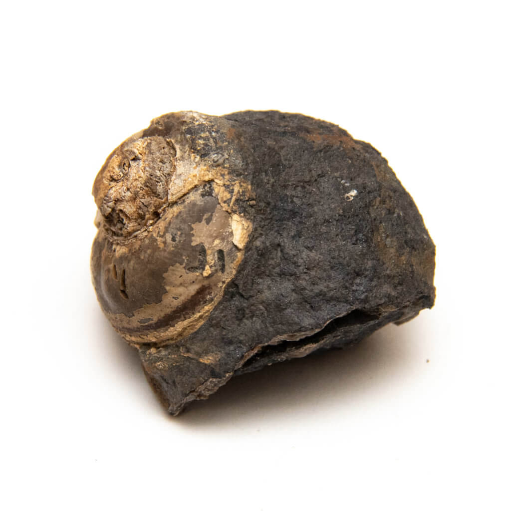Shansiella carbonaria, gastropod fossil