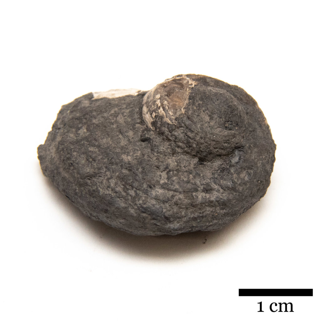 Shansiella carbonaria, gastropod fossil